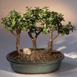 Baby Jade-3 Bonsai Tree Group (portulacaria afra)