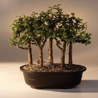 Baby Jade Bonsai Tree Five Tree Forest Group (Portulacaria Afra)