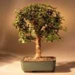 Baby Jade Bonsai Tree - Medium Portulacaria Afra