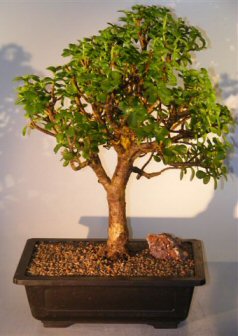 Baby Jade Bonsai Tree (Portulacaria Afra)