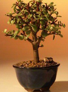 Baby Jade Bonsai Tree - Small Portulacaria Afra