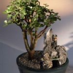 Baby Jade Bonsai Tree - Stone Landscape Scene (portulacaria afra)