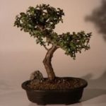 Baby Jade Bonsai Tree - Trained Extra Large (Portulacaria Afra)