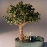 Baby Jade Bonsai Tree/Water Bonsai Pot Portulacaria Afra
