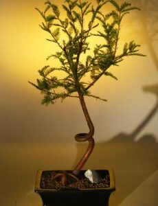 Bald Cypress Bonsai Tree - Coiled Trunk (taxodium distichum)