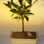 Bay Leaf Bonsai Tree - Medium (laurus nobilis)