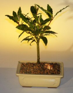 Bay Leaf Bonsai Tree - Medium (laurus nobilis)
