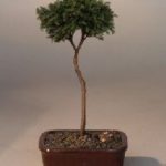 Blue Moss Cypress Bonsai Tree - Standard Upright (chamecyparis glauca minima)