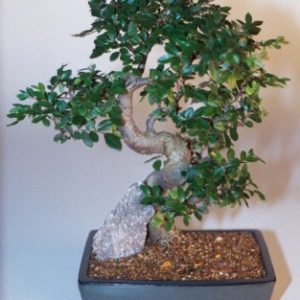 Chinese Elm Bonsai Tree-Extra Large (Ulmus Parvifolia)