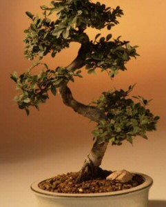 Chinese Elm Bonsai Tree Large (Ulmus Parvifolia)