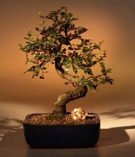 Chinese Elm Bonsai Tree-Medium (Ulmus Parvifolia)