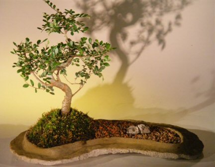 Chinese Elm Bonsai Tree On Rock Slab (ulmus parvifolia)