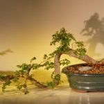Chinese Elm Bonsai Tree - Semi Cascade Style (ulmus parvifolia)