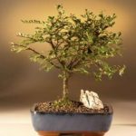 Chinese Elm Bonsai Tree - Straight Trunk (ulmus parvifolia)
