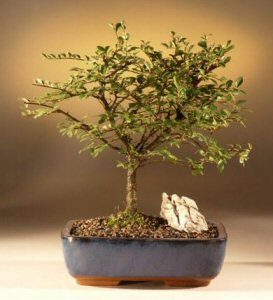 Chinese Elm Bonsai Tree - Straight Trunk (ulmus parvifolia)