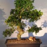 Chinese Elm Bonsai Tree (Ulmus Parvifolia)