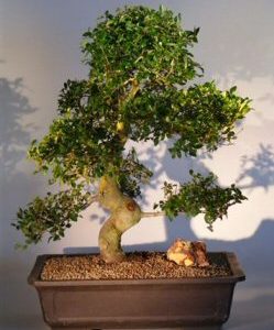 Chinese Elm Bonsai Tree (Ulmus Parvifolia)