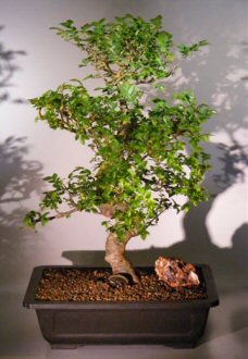 Chinese Elm Bonsai Tree (ulmus parvifolia)