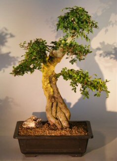 Chinese Elm Bonsai Tree (ulmus parvifolia)