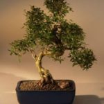 Chinese Flowering White Serissa Bonsai Tree of a Thousand Stars Curved Trunk Style Extra Large (serissa japonica)