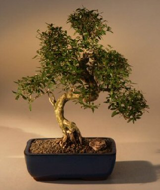 Chinese Flowering White Serissa Bonsai Tree of a Thousand Stars Curved Trunk Style Extra Large (serissa japonica)