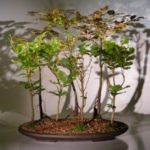 Copper Beech - 7 Tree Forest Group (fagus sylvatica 'purpurea')