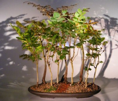 Copper Beech - 9 Tree Forest Group (fagus sylvatica 'purpurea')