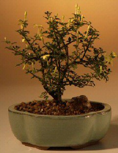 Dwarf Flowering Jasmine - Yellow (jasminum 'parkeri')