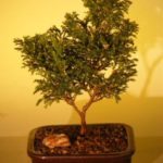 Dwarf Gold Dust Cypress Bonsai Tree (chamecyparis pisifera 'gold dust')