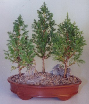 Eastern White Cedar Bonsai Tree - 3 Tree Group (Chamecyparis Thoides Andelensis "little jaime")