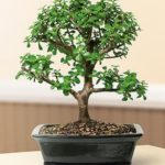 FREE SHIPPING ON THIS TREE Baby Jade Bonsai Tree - Large (Portulacaria Afra)