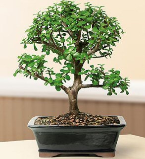 FREE SHIPPING ON THIS TREE Baby Jade Bonsai Tree - Large (Portulacaria Afra)