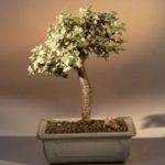 FREE SHIPPING ON THIS TREE Baby Jade Medium Bonsai Tree - Variegated (portulacaria afra variegata)