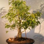 Ficus Bonsai Tree - Banyan Style (ficus benjamina "oriental")
