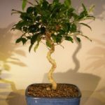 Ficus Bonsai Tree - Curved Trunk (ficus exotica)