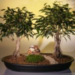 Ficus Bonsai Tree - Double (ficus exotica)