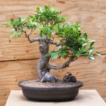 Ficus Bonsai Tree (ficus retusa)