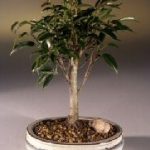 Ficus Midnight Bonsai Tree- Medium (benjamina 'midnight')
