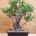 Ficus Retusa Bonsai Tree - Banyan Style (ficus retusa)