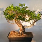 Ficus Retusa Bonsai Tree With Banyan Roots (ficus retusa)