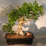 Ficus Retusa Bonsai Tree (ficus retusa)