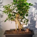 Ficus Retusa Bonsai Tree (ficus retusa)