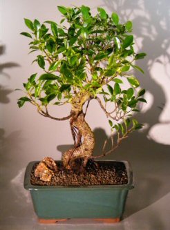 Ficus Retusa Bonsai Tree