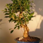 Ficus Retusa Golden Coin Bonsai Tree (Curved Trunk) - Large (ficus retusa)