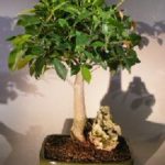 Ficus Root Over Rock Bonsai Tree (ficus orientalis)