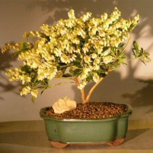 Flowering Andromeda Bonsai Tree - Variegated (pieris japonica variegata)