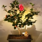 Flowering Camellia Bonsai Tree (camellia sasanqua 'yuletide')