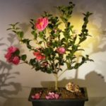 Flowering Camellia Bonsai Tree (camellia sasanqua 'yuletide')