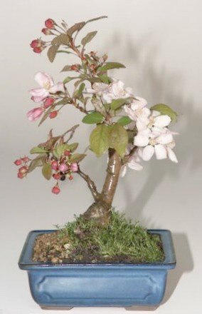 Flowering Crabapple (Malus Sargenti)