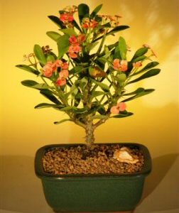 Flowering Crown of Thorns Bonsai Tree - Pink/Red (euphorbia milii)
